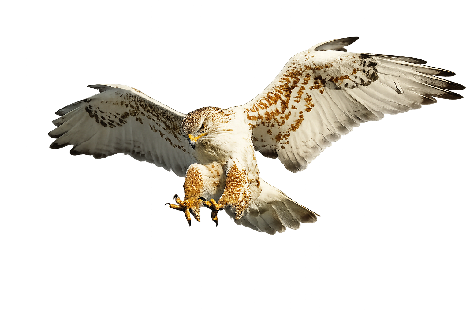 タカのイメージ